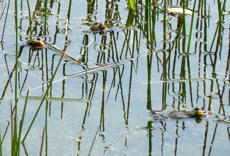 Ranocchie da identificare - Pelophylax sp., P. lessonae